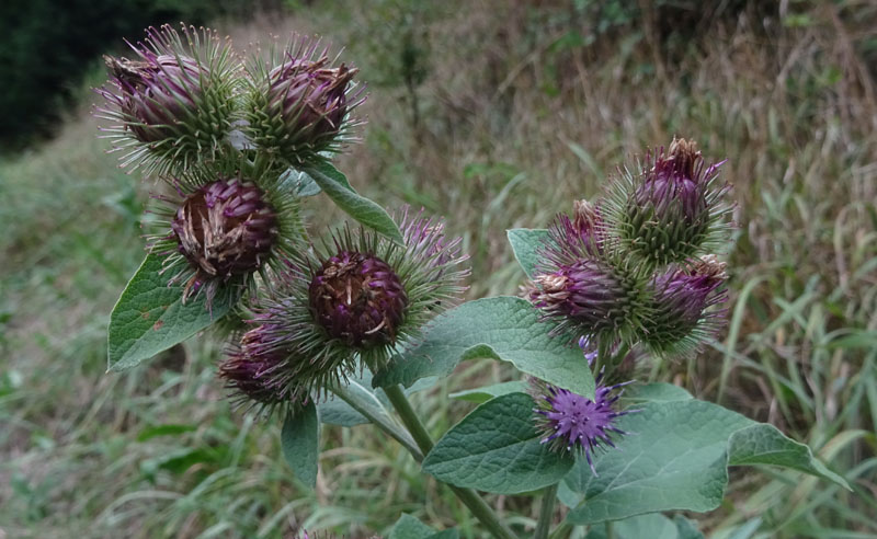 Arctium sp. - Asteraceae